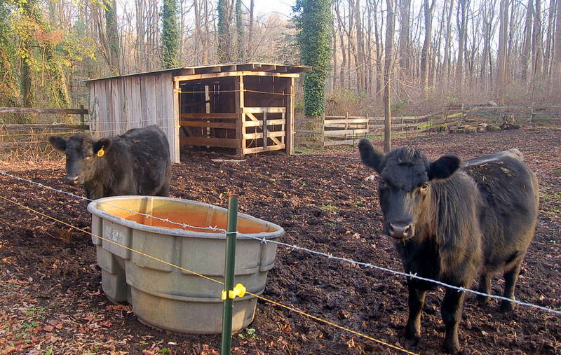 How to Start a Cattle Farm on Small Acreage Countryside